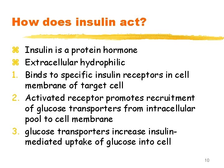How does insulin act? z Insulin is a protein hormone z Extracellular hydrophilic 1.