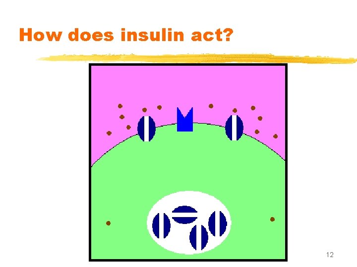 How does insulin act? 12 
