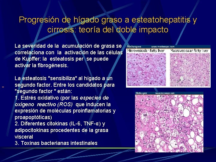 Progresión de hígado graso a esteatohepatitis y cirrosis: teoría del doble impacto La severidad