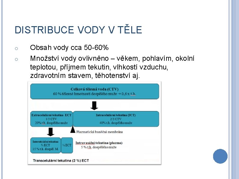 DISTRIBUCE VODY V TĚLE o o Obsah vody cca 50 -60% Množství vody ovlivněno