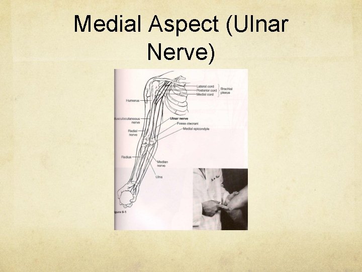 Medial Aspect (Ulnar Nerve) 