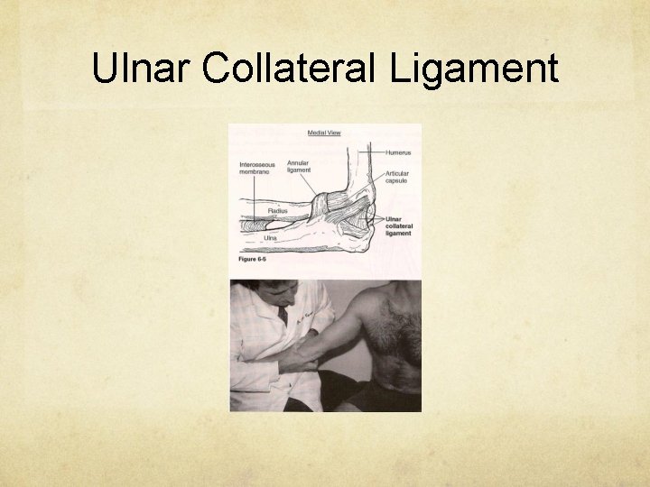 Ulnar Collateral Ligament 