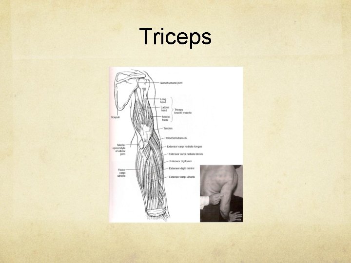 Triceps 