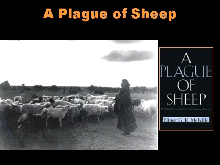 A Plague of Sheep 