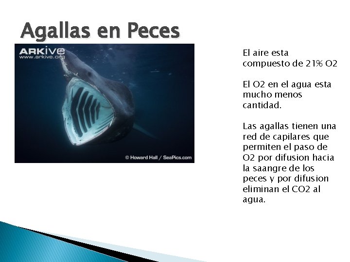 Agallas en Peces El aire esta compuesto de 21% O 2 El O 2