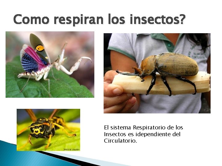 Como respiran los insectos? El sistema Respiratorio de los Insectos es idependiente del Circulatorio.