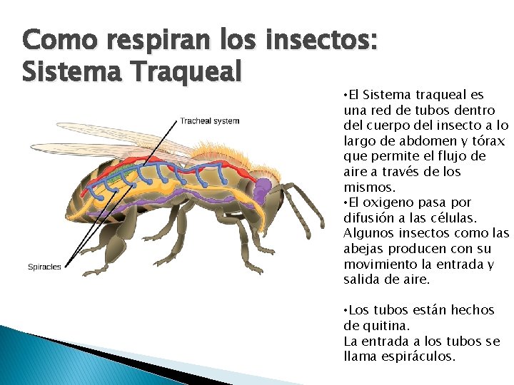 Como respiran los insectos: Sistema Traqueal • El Sistema traqueal es una red de