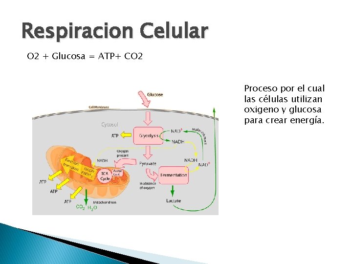 Respiracion Celular O 2 + Glucosa = ATP+ CO 2 Proceso por el cual