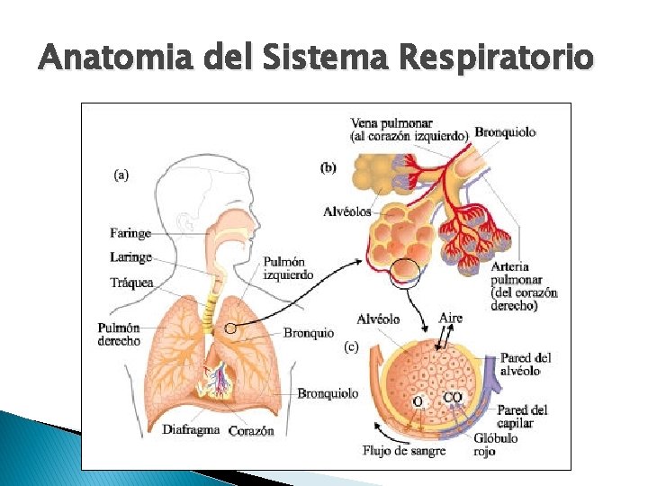Anatomia del Sistema Respiratorio 