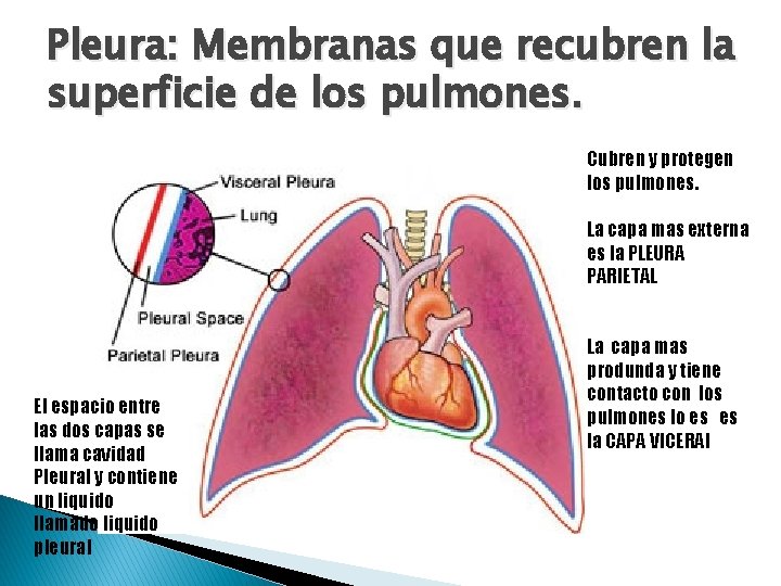 Pleura: Membranas que recubren la superficie de los pulmones. Cubren y protegen los pulmones.