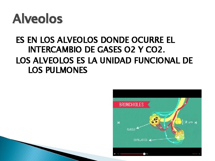 Alveolos ES EN LOS ALVEOLOS DONDE OCURRE EL INTERCAMBIO DE GASES O 2 Y