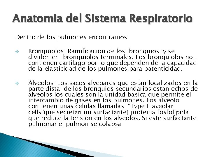 Anatomia del Sistema Respiratorio Dentro de los pulmones encontramos: v v Bronquiolos: Ramificacion de