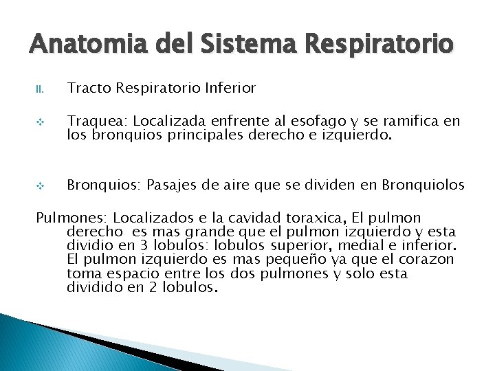 Anatomia del Sistema Respiratorio II. v v Tracto Respiratorio Inferior Traquea: Localizada enfrente al