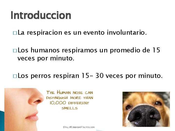 Introduccion � La respiracion es un evento involuntario. � Los humanos respiramos un promedio