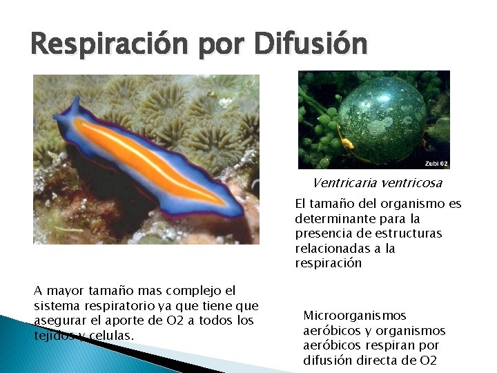 Respiración por Difusión Ventricaria ventricosa El tamaño del organismo es determinante para la presencia