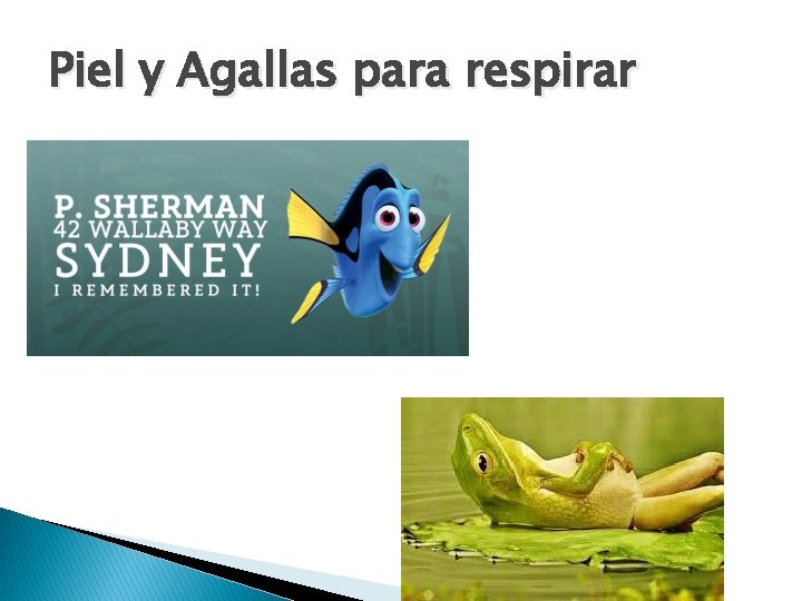 Piel y Agallas para respirar 