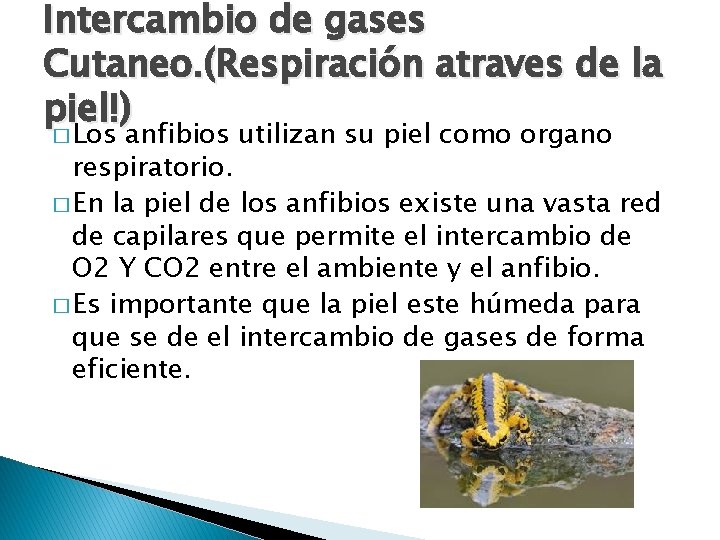 Intercambio de gases Cutaneo. (Respiración atraves de la piel!) � Los anfibios utilizan su