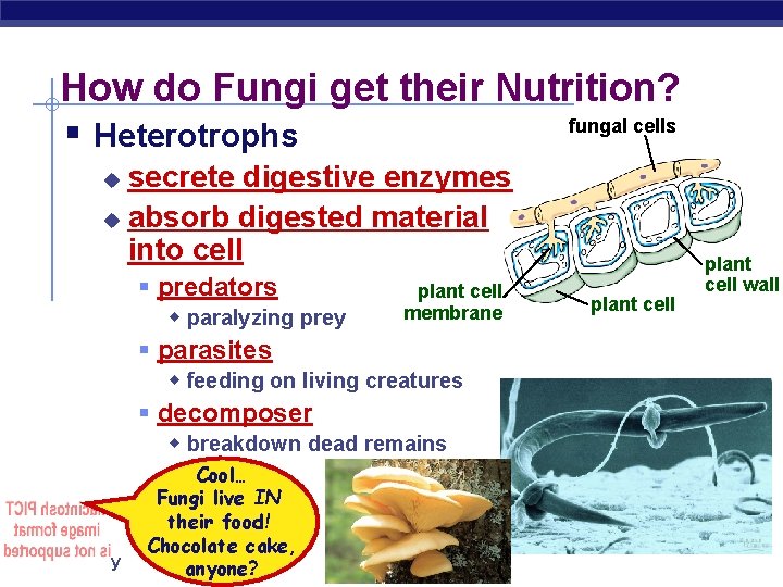 Kingdom Fungi Eukaryotes Domain Bacteria AP Biology Domain