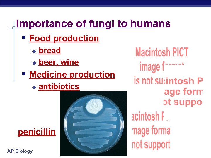 Importance of fungi to humans § Food production bread u beer, wine u §