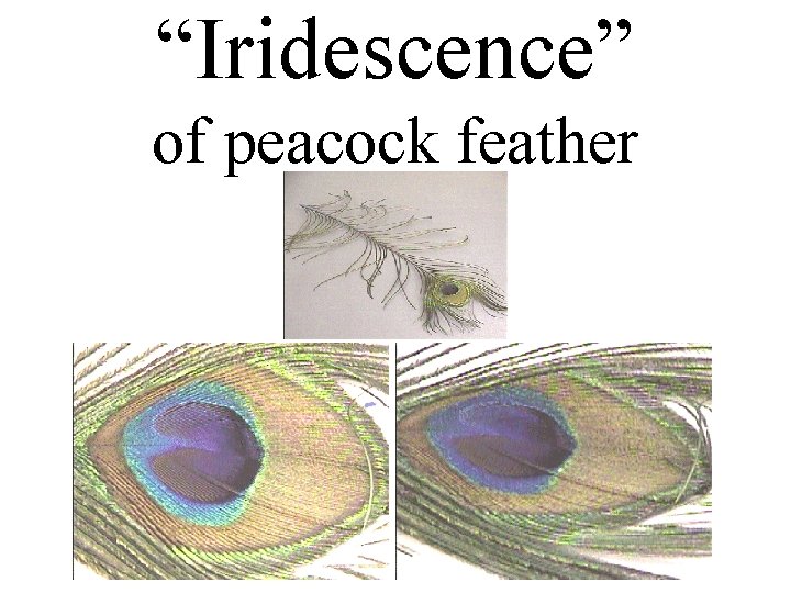 “Iridescence” of peacock feather 