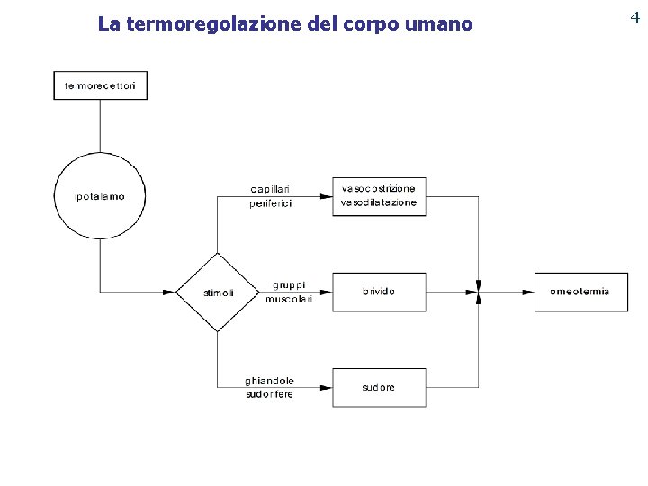 La termoregolazione del corpo umano 4 PUNTO ENERGIA 