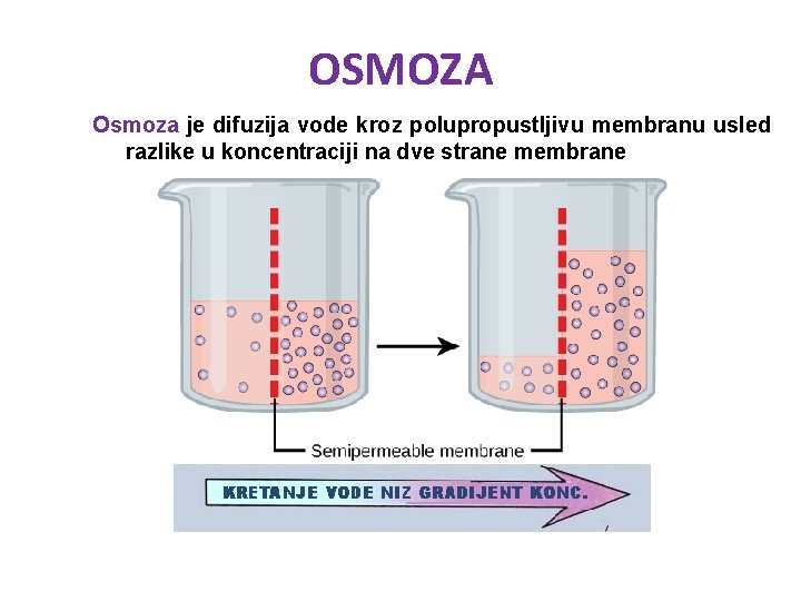 OSMOZA Osmoza je difuzija vode kroz polupropustljivu membranu usled razlike u koncentraciji na dve