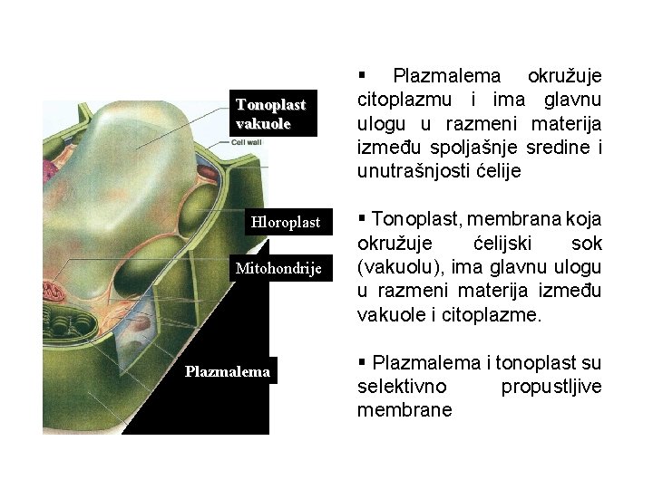 Tonoplast vakuole Hloroplast Mitohondrije Plazmalem a Plazmalema § Plazmalema okružuje citoplazmu i ima glavnu