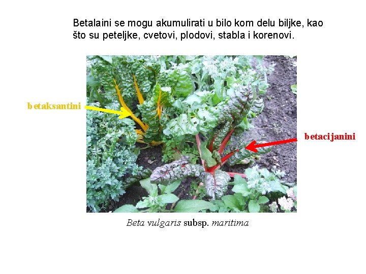 Betalaini se mogu akumulirati u bilo kom delu biljke, kao što su peteljke, cvetovi,