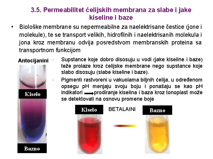 3. 5. Permeabilitet ćelijskih membrana za slabe i jake kiseline i baze • Biološke