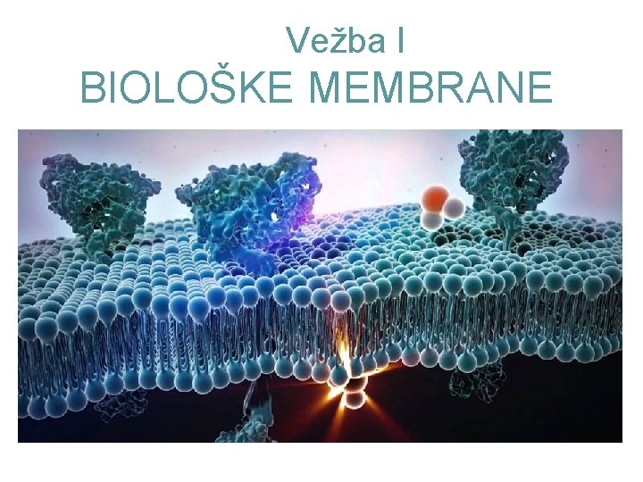 Vežba I BIOLOŠKE MEMBRANE 