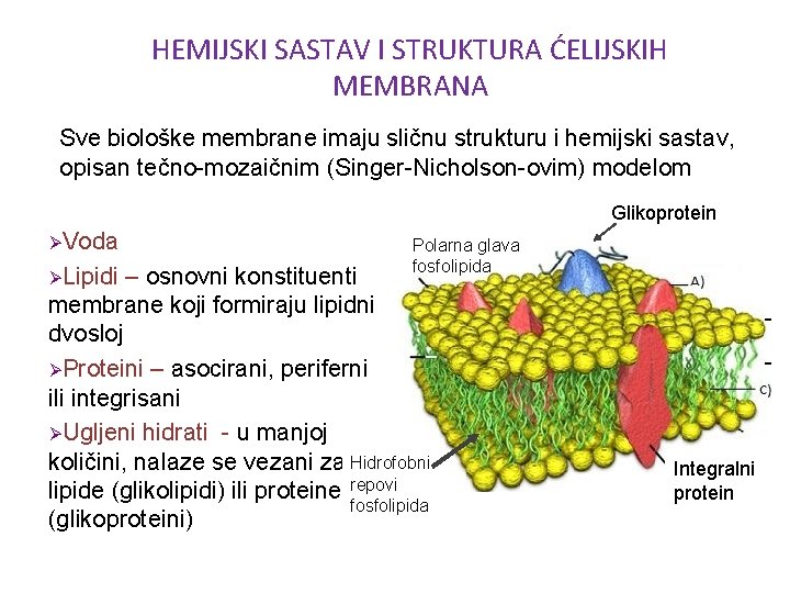 HEMIJSKI SASTAV I STRUKTURA ĆELIJSKIH MEMBRANA Sve biološke membrane imaju sličnu strukturu i hemijski