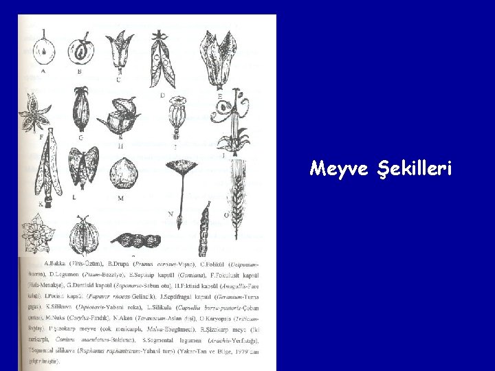 Meyve Şekilleri 