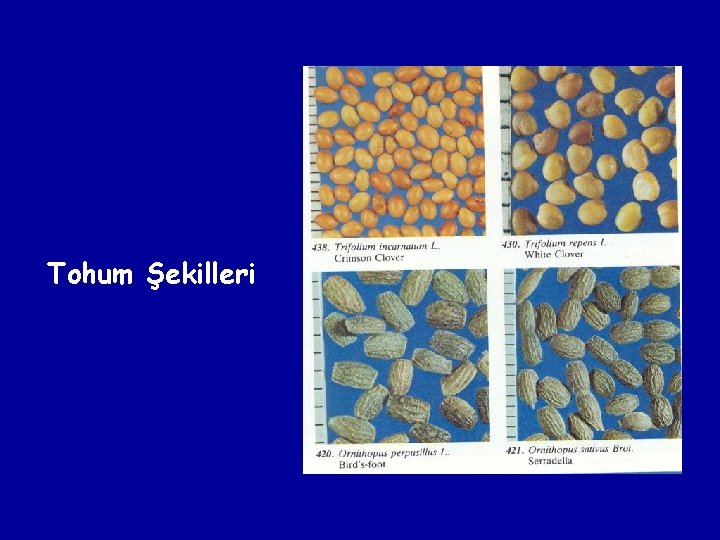 Tohum Şekilleri 