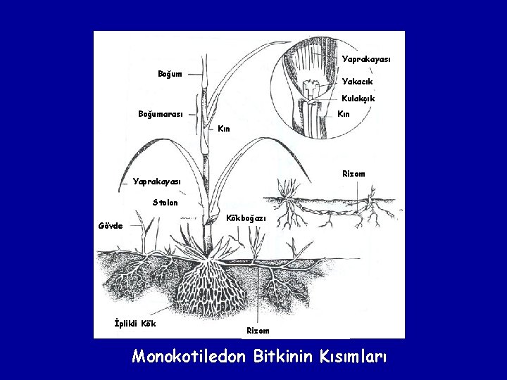 Yaprakayası Boğum Yakacık Kulakçık Boğumarası Kın Rizom Yaprakayası Stolon Kökboğazı Gövde İplikli Kök Rizom