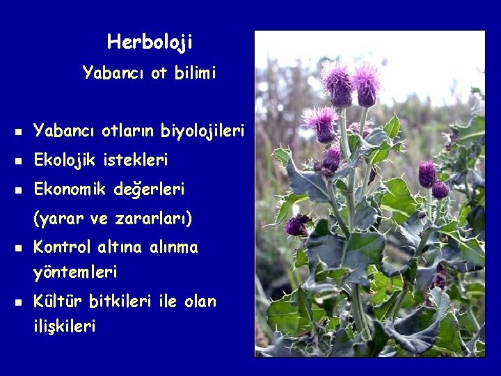 Herboloji Yabancı ot bilimi n Yabancı otların biyolojileri n Ekolojik istekleri n Ekonomik değerleri