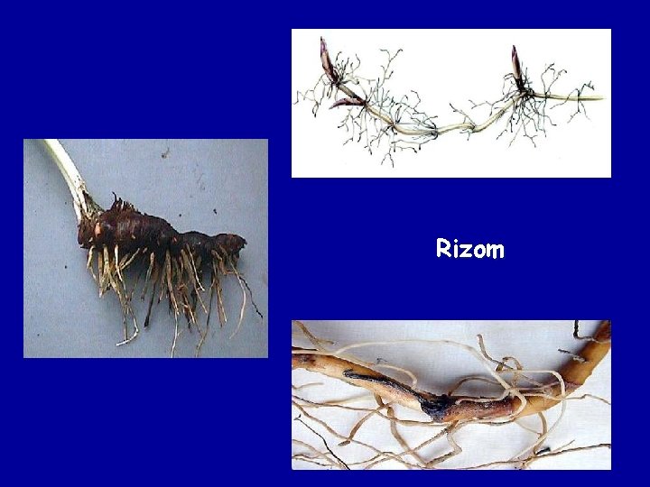 Rizom 