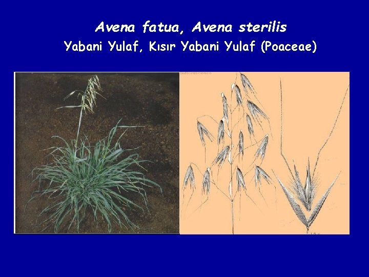 Avena fatua, Avena sterilis Yabani Yulaf, Kısır Yabani Yulaf (Poaceae) 