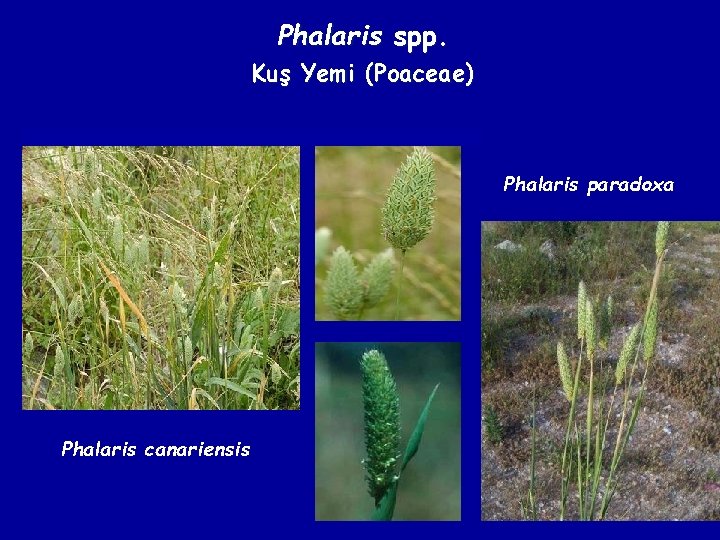 Phalaris spp. Kuş Yemi (Poaceae) Phalaris paradoxa Phalaris canariensis 