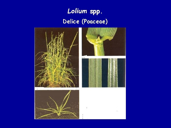 Lolium spp. Delice (Poaceae) 