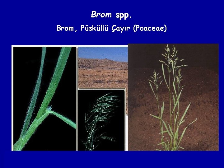 Brom spp. Brom, Püsküllü Çayır (Poaceae) 
