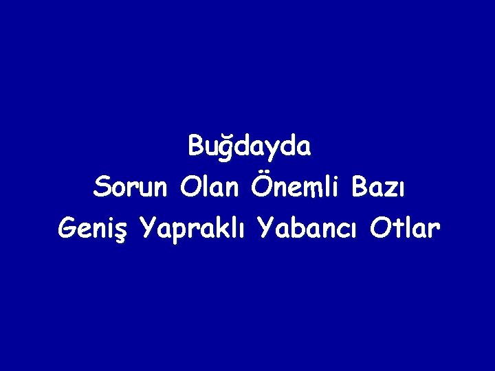Buğdayda Sorun Olan Önemli Bazı Geniş Yapraklı Yabancı Otlar 