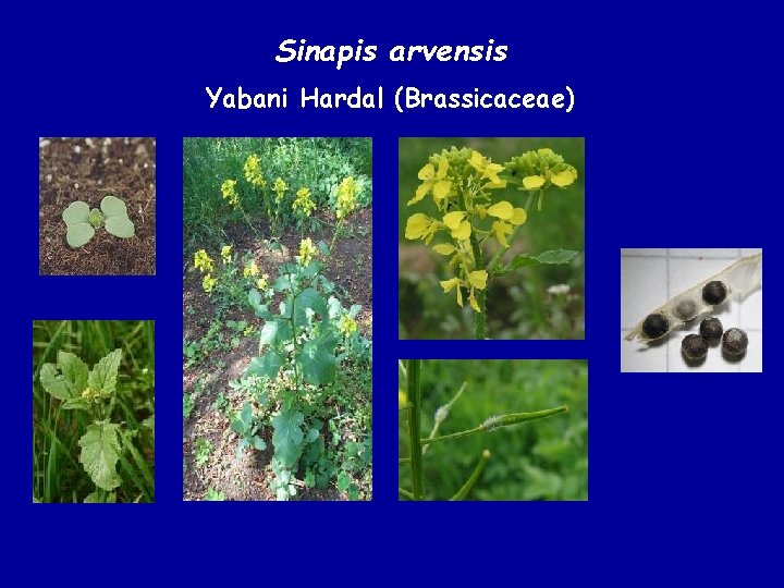 Sinapis arvensis Yabani Hardal (Brassicaceae) 