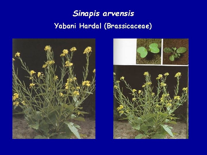 Sinapis arvensis Yabani Hardal (Brassicaceae) 