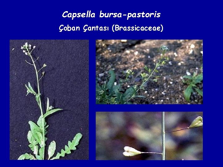 Capsella bursa-pastoris Çoban Çantası (Brassicaceae) 