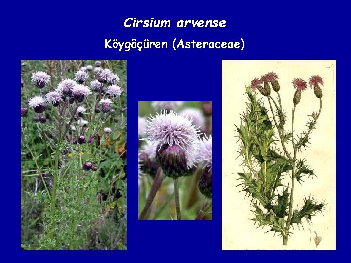 Cirsium arvense Köygöçüren (Asteraceae) 