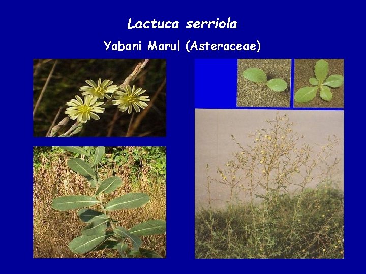 Lactuca serriola Yabani Marul (Asteraceae) 
