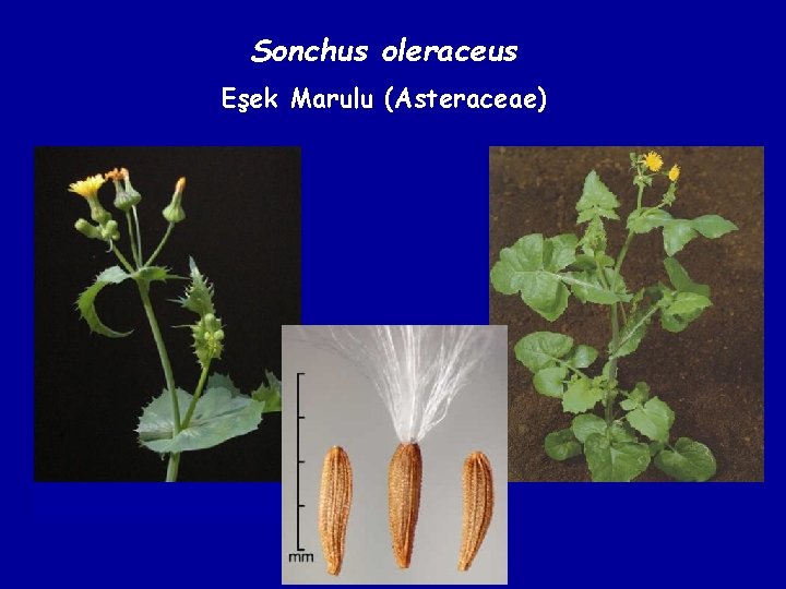 Sonchus oleraceus Eşek Marulu (Asteraceae) 