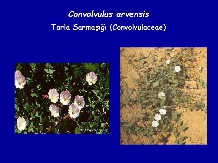 Convolvulus arvensis Tarla Sarmaşığı (Convolvulaceae) 