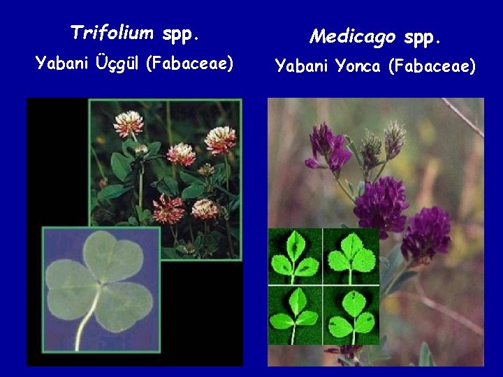 Trifolium spp. Medicago spp. Yabani Üçgül (Fabaceae) Yabani Yonca (Fabaceae) 