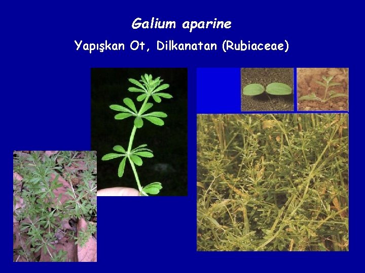 Galium aparine Yapışkan Ot, Dilkanatan (Rubiaceae) 